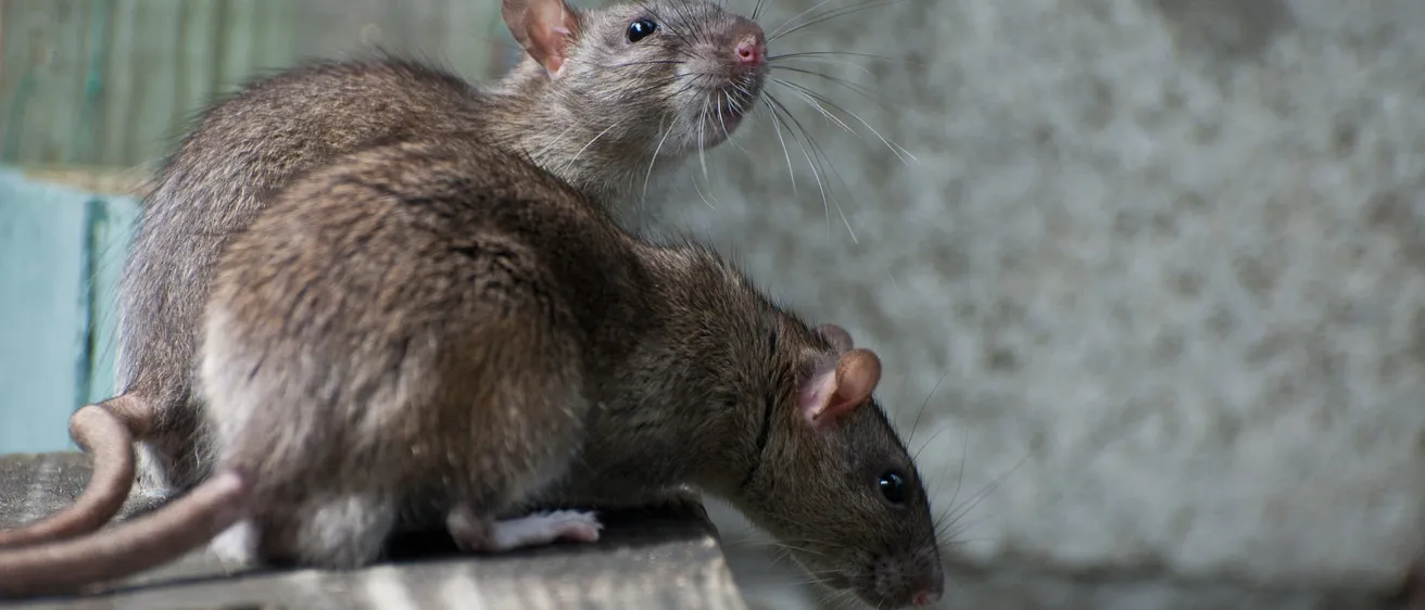 Rat and mouse control in Yorkshire from the professionals