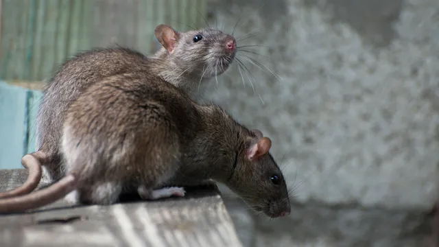 Rat and mouse control in Yorkshire from the professionals