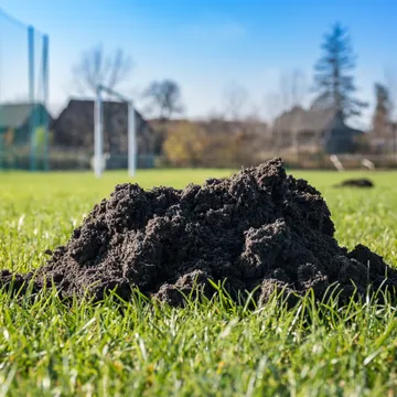 A sports field covered with molehills in Yorkshire, demonstrating the need for professional mole control services by Bawcro Pest Control.