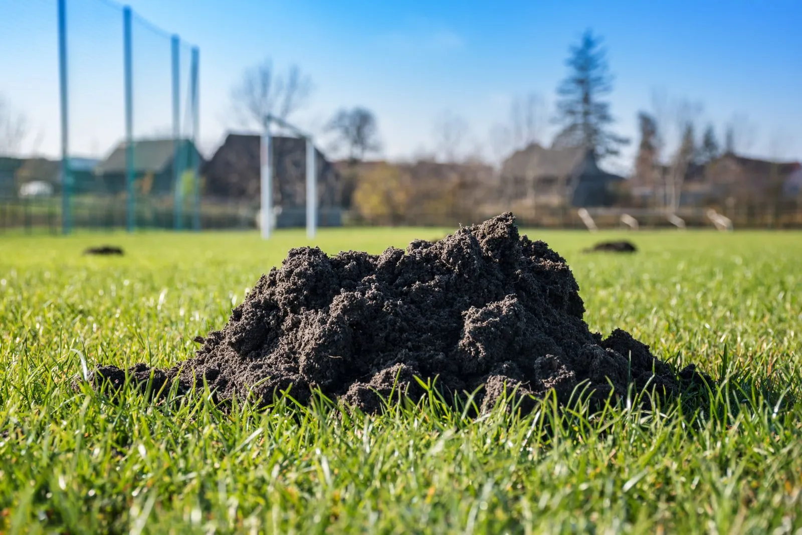 A sports field covered with molehills in Yorkshire, demonstrating the need for professional mole control services by Bawcro Pest Control.
