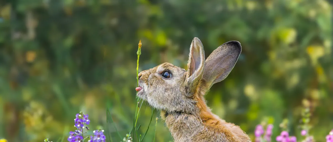 Professional pest control services in Yorkshire during spring, preventing infestations of ants, rodents, and wasps.