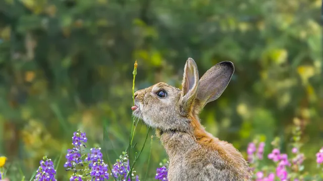 Professional pest control services in Yorkshire during spring, preventing infestations of ants, rodents, and wasps.