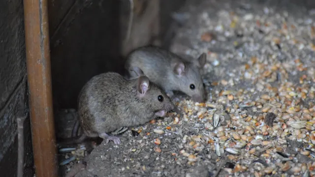Mouse hiding in a barn during winter in Yorkshire, symbolizing winter pest control needs.