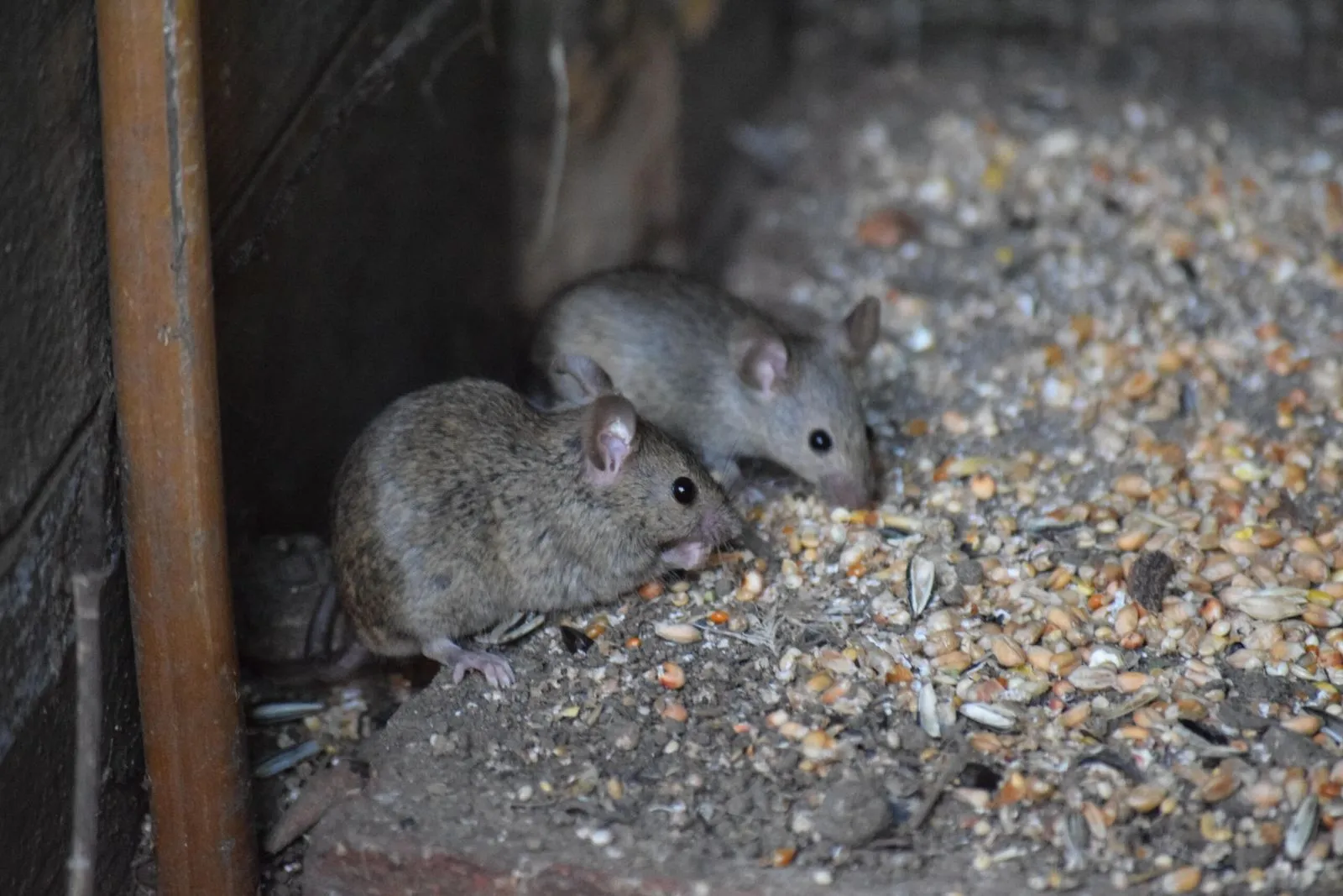 Mouse hiding in a barn during winter in Yorkshire, symbolizing winter pest control needs.
