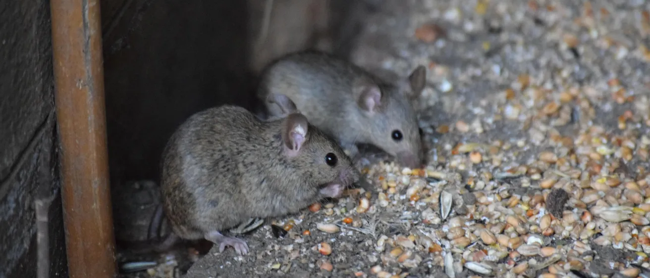 Mouse hiding in a barn during winter in Yorkshire, symbolizing winter pest control needs.