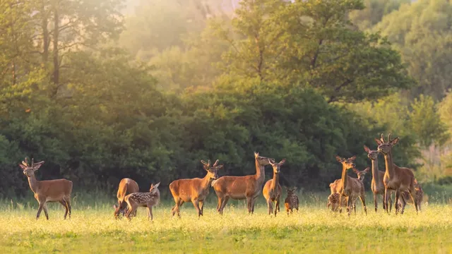 Bawcro Pest Control technician performing a deer population survey in Yorkshire, implementing humane management solutions to protect crops and woodlands