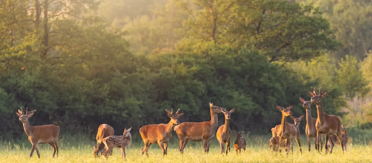 Bawcro Pest Control technician performing a deer population survey in Yorkshire, implementing humane management solutions to protect crops and woodlands