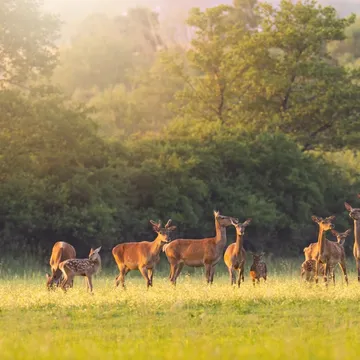 Bawcro Pest Control technician performing a deer population survey in Yorkshire, implementing humane management solutions to protect crops and woodlands