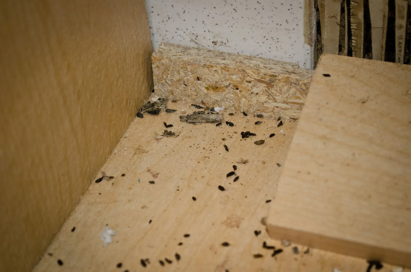 Mouse droppings in commercial unit needing pest control