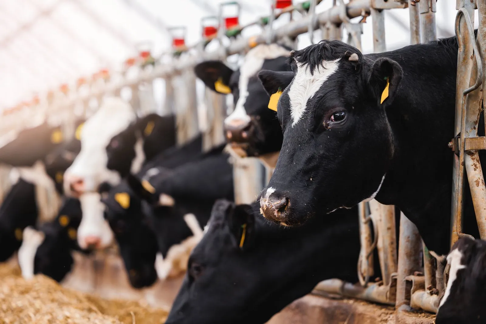 Featured pest control blog offering expert tips and advice for managing pests on farms, estates, and businesses in Yorkshire