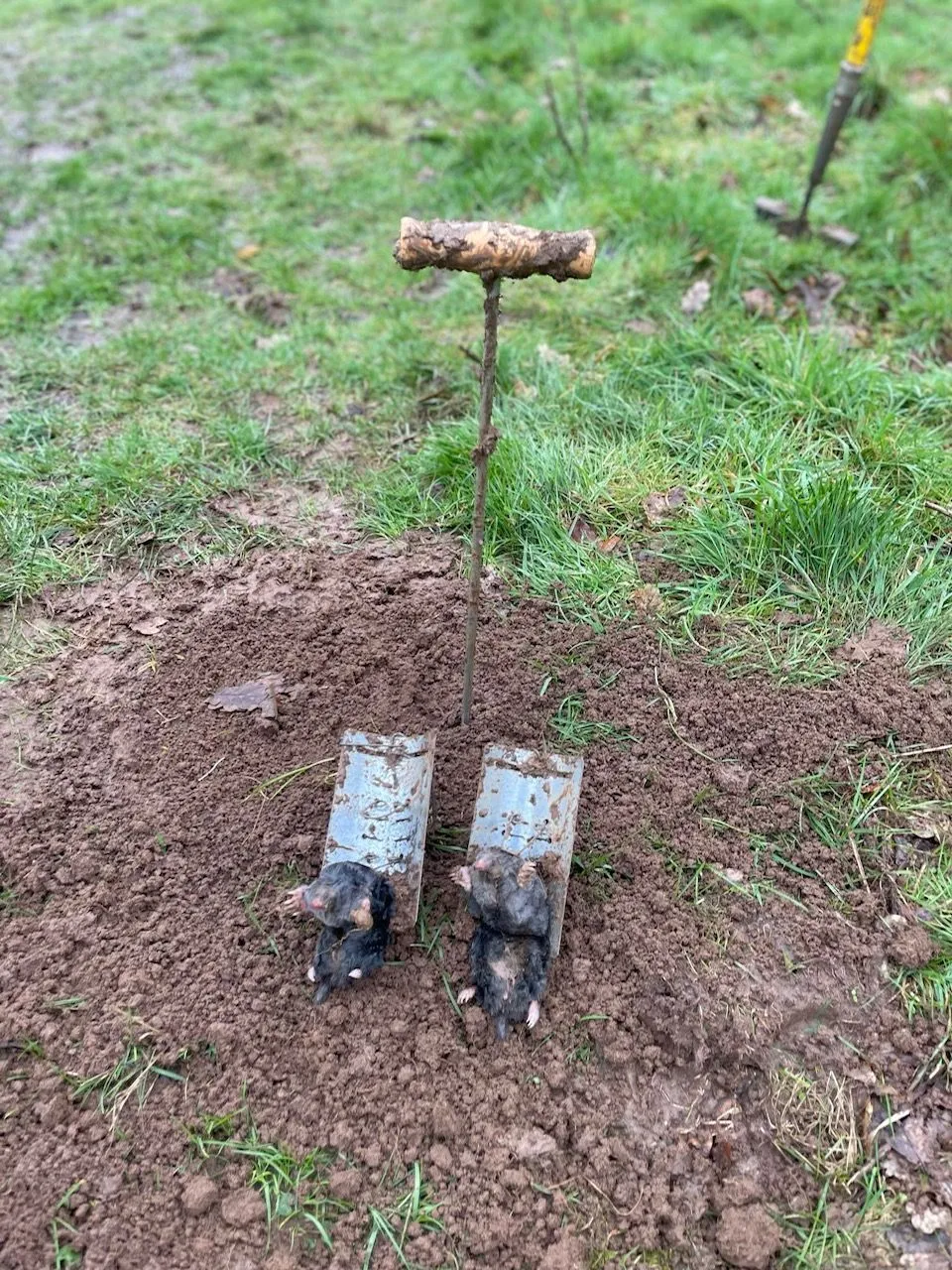 The Bawcro Pest Control team working collaboratively to manage mole activity on a golf course in East Yorkshire