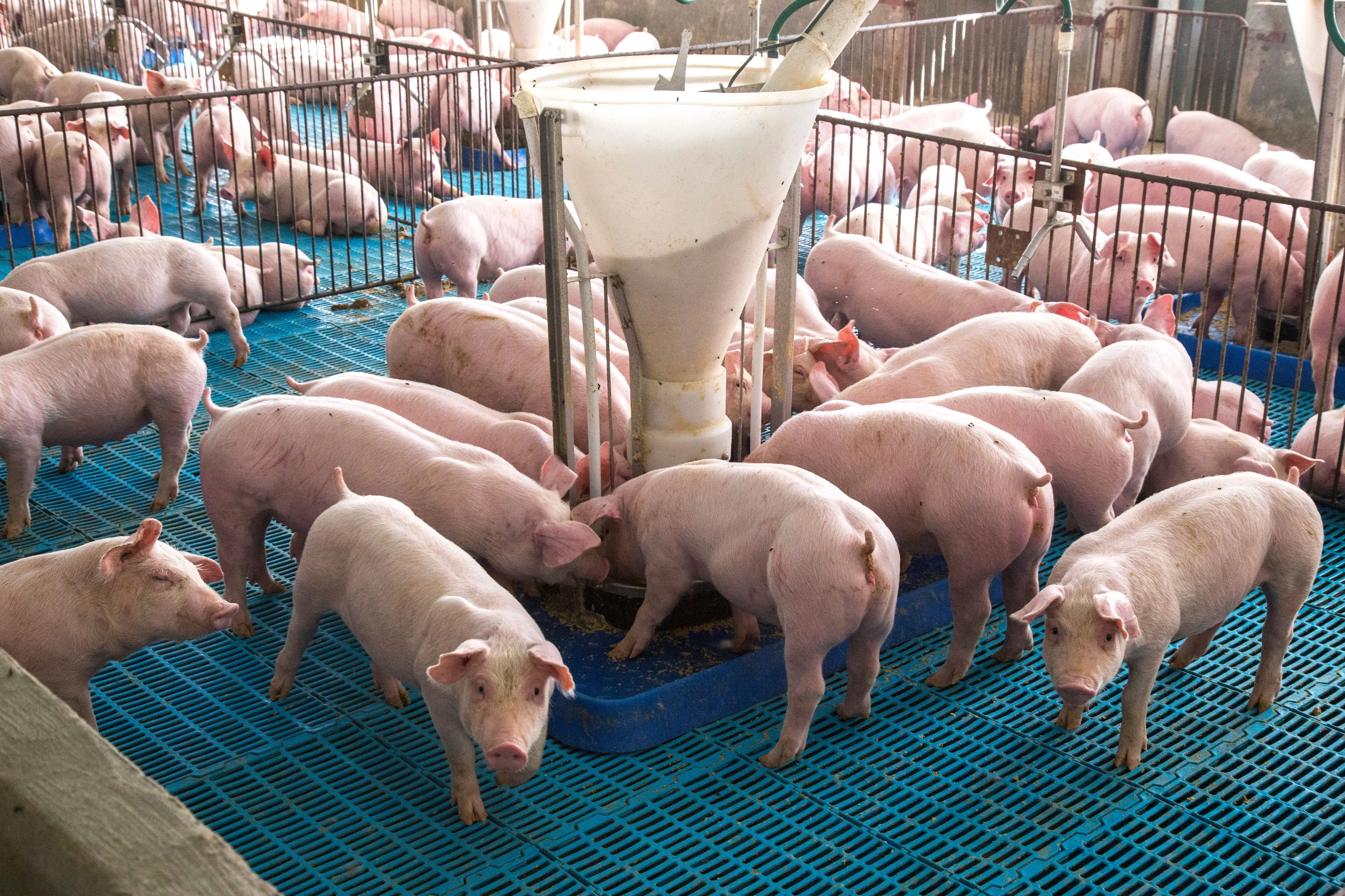 Pest Monitoring at Pig Farm