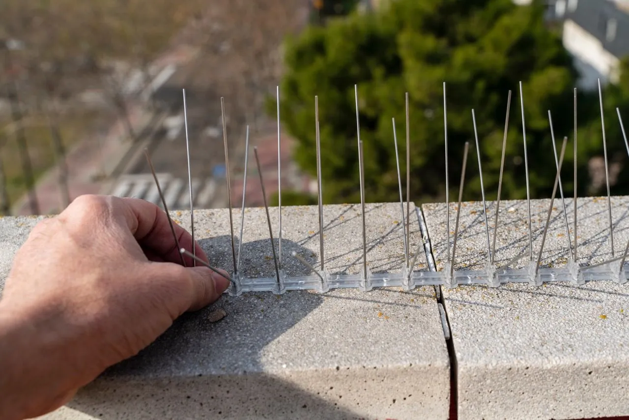 Installing bird proofing spikes on roof