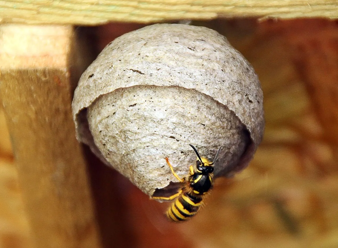 Close-up of a wasp nest located under the eaves of a Yorkshire home, highlighting the importance of professional pest control services.