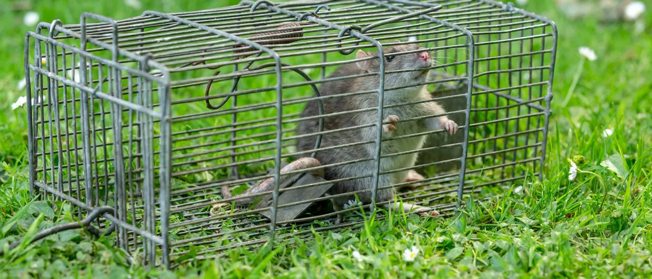 Humane rat trap used by Bawcro Pest Control in Yorkshire