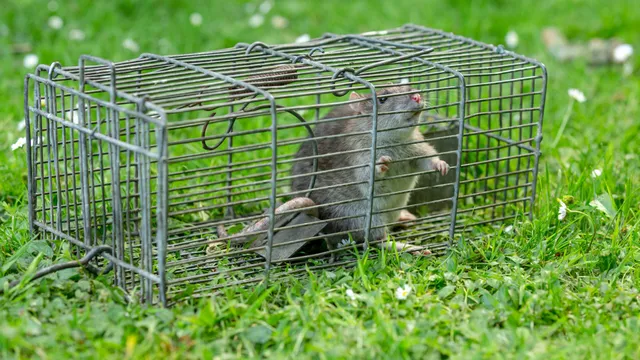Humane rat trap used by Bawcro Pest Control in Yorkshire