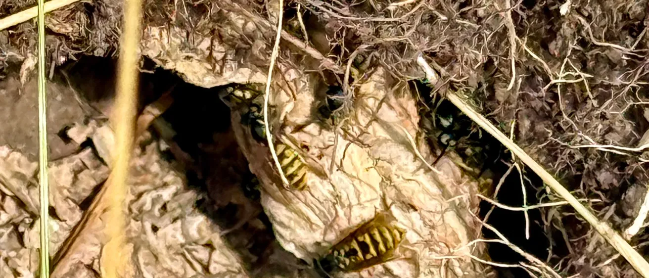 Wasp Nest Removal Yorkshire