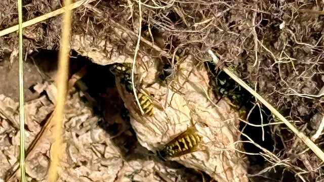 Wasp Nest Removal Yorkshire