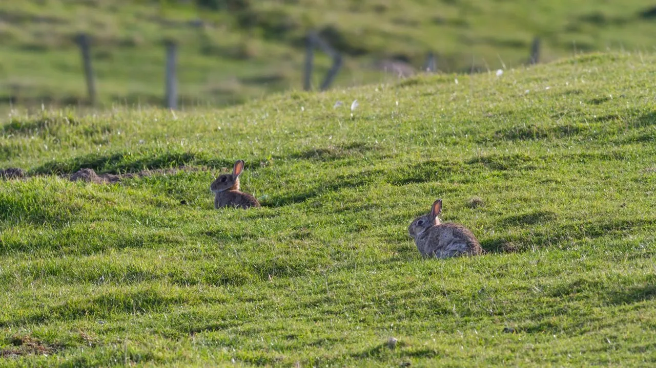 Commercial estate grounds requiring rabbit control management