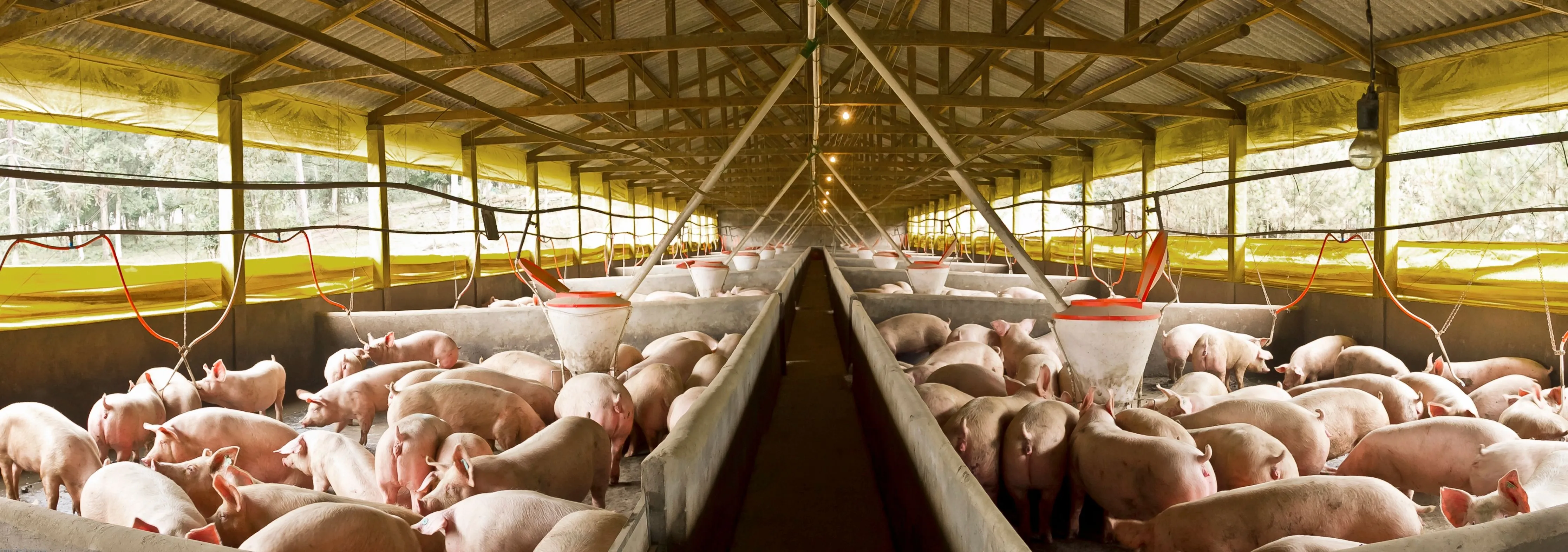 Pig Farm Rodent Control