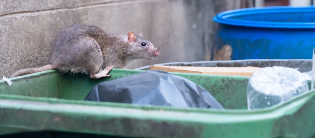 Close-up of rat droppings found in a grain storage facility, highlighting the importance of proactive pest control measures by Bawcro Pest Control.