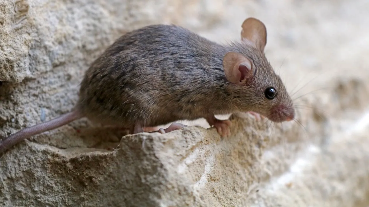 Rat pest control