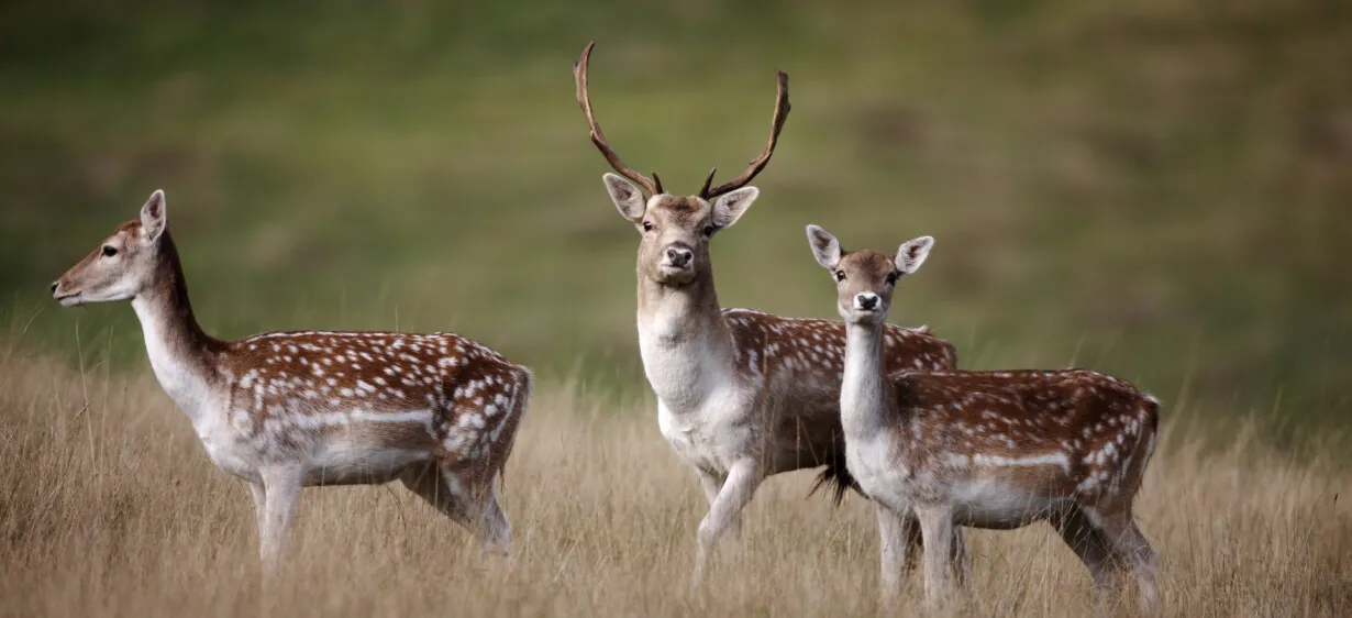 Fallow Deer
