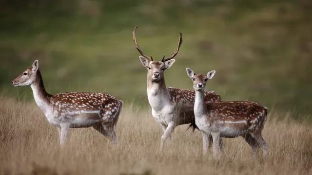 Fallow Deer