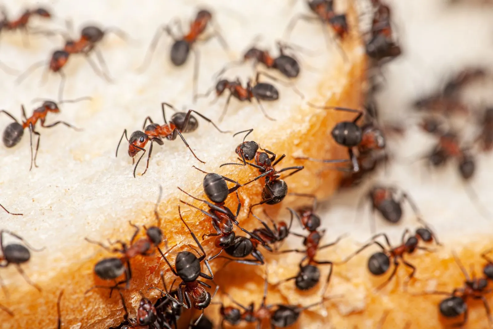 Bawcro Pest Control technician applying ant treatment in a Yorkshire home, ensuring a pest-free environment for residents.