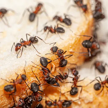 Bawcro Pest Control technician applying ant treatment in a Yorkshire home, ensuring a pest-free environment for residents.