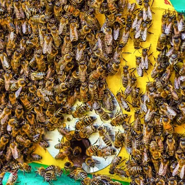 Bawcro Pest Control technician safely relocating a bee colony from a Yorkshire property, ensuring environmental preservation and client safety.