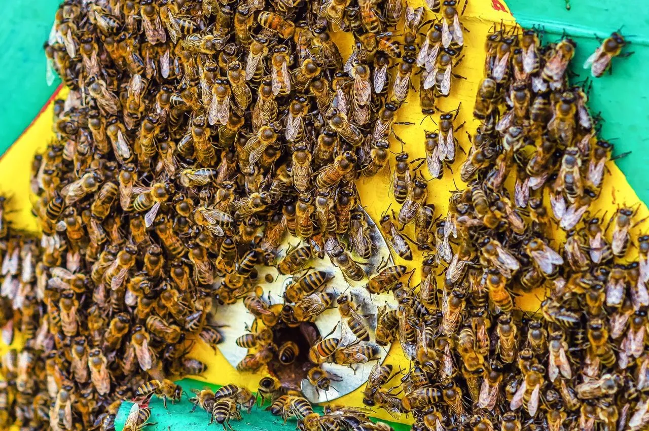 Bawcro Pest Control technician safely relocating a bee colony from a Yorkshire property, ensuring environmental preservation and client safety.