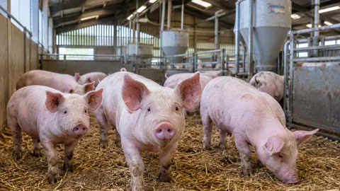Professional pig farm pest control across Yorkshire from Bawcro Pest Control, including rodent control, monitoring, pest bird control and ongoing farm pest management.