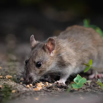 Image of a Black Rat, less common but still a threat in agricultural settings, emphasizing the need for comprehensive pest management strategies