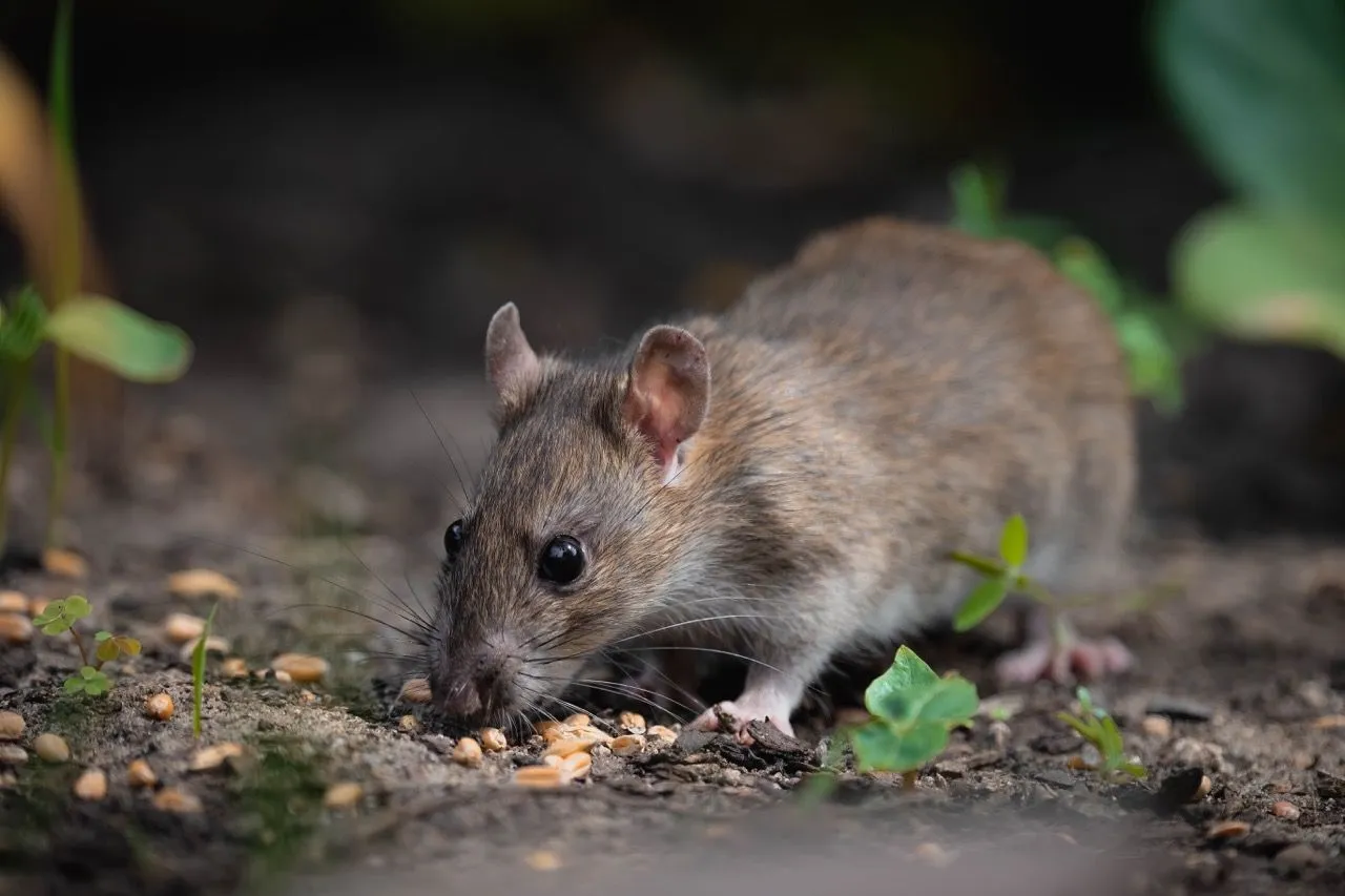 Image of a Black Rat, less common but still a threat in agricultural settings, emphasizing the need for comprehensive pest management strategies