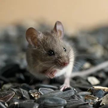 Bawcro Pest Control technician implementing effective mice management strategies in a residential property to prevent infestation.