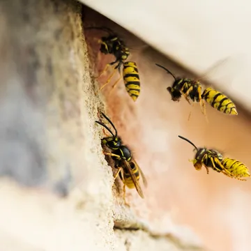 Bawcro Pest Control technician removing a wasp nest from a Yorkshire home.