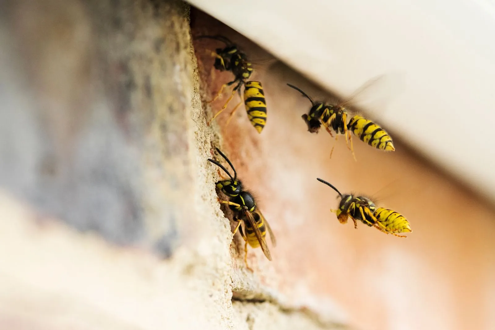 Bawcro Pest Control technician removing a wasp nest from a Yorkshire home.