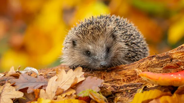 Brown rat found in Yorkshire property during autumn pest control