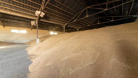 Bawcro Pest Control technician inspecting a grain storage facility in Yorkshire for signs of pest activity, ensuring compliance with Red Tractor standards.