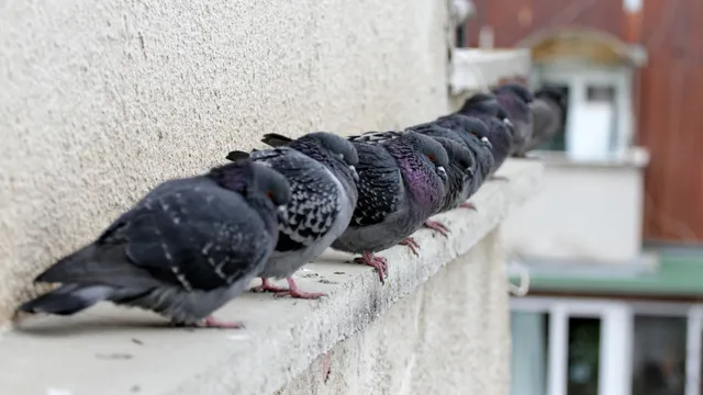 Bawcro Pest Control technician implementing pigeon management strategies on a commercial property to prevent structural damage and health risks