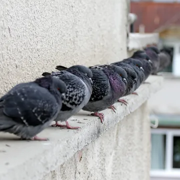 Bawcro Pest Control technician implementing pigeon management strategies on a commercial property to prevent structural damage and health risks