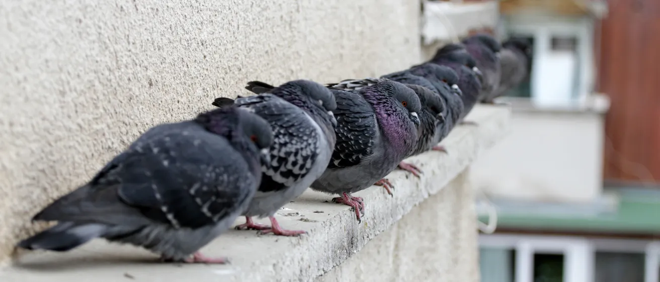 Bawcro Pest Control technician implementing pigeon management strategies on a commercial property to prevent structural damage and health risks