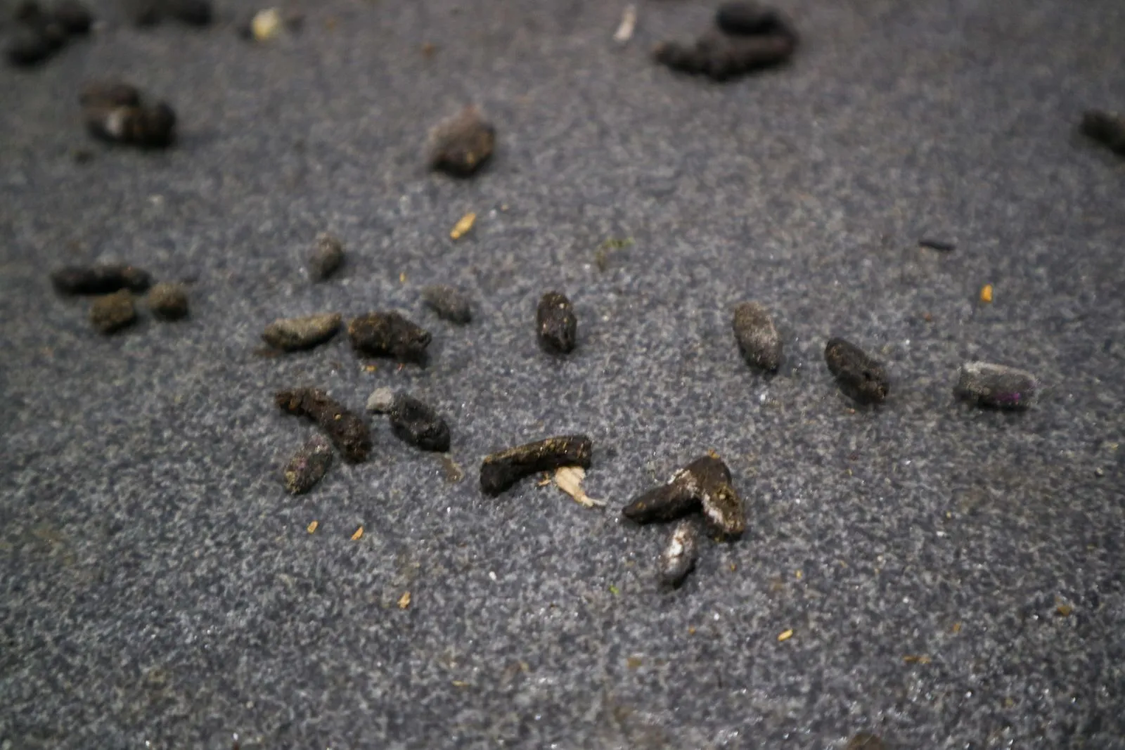 Rat droppings detected during pest inspection in Yorkshire