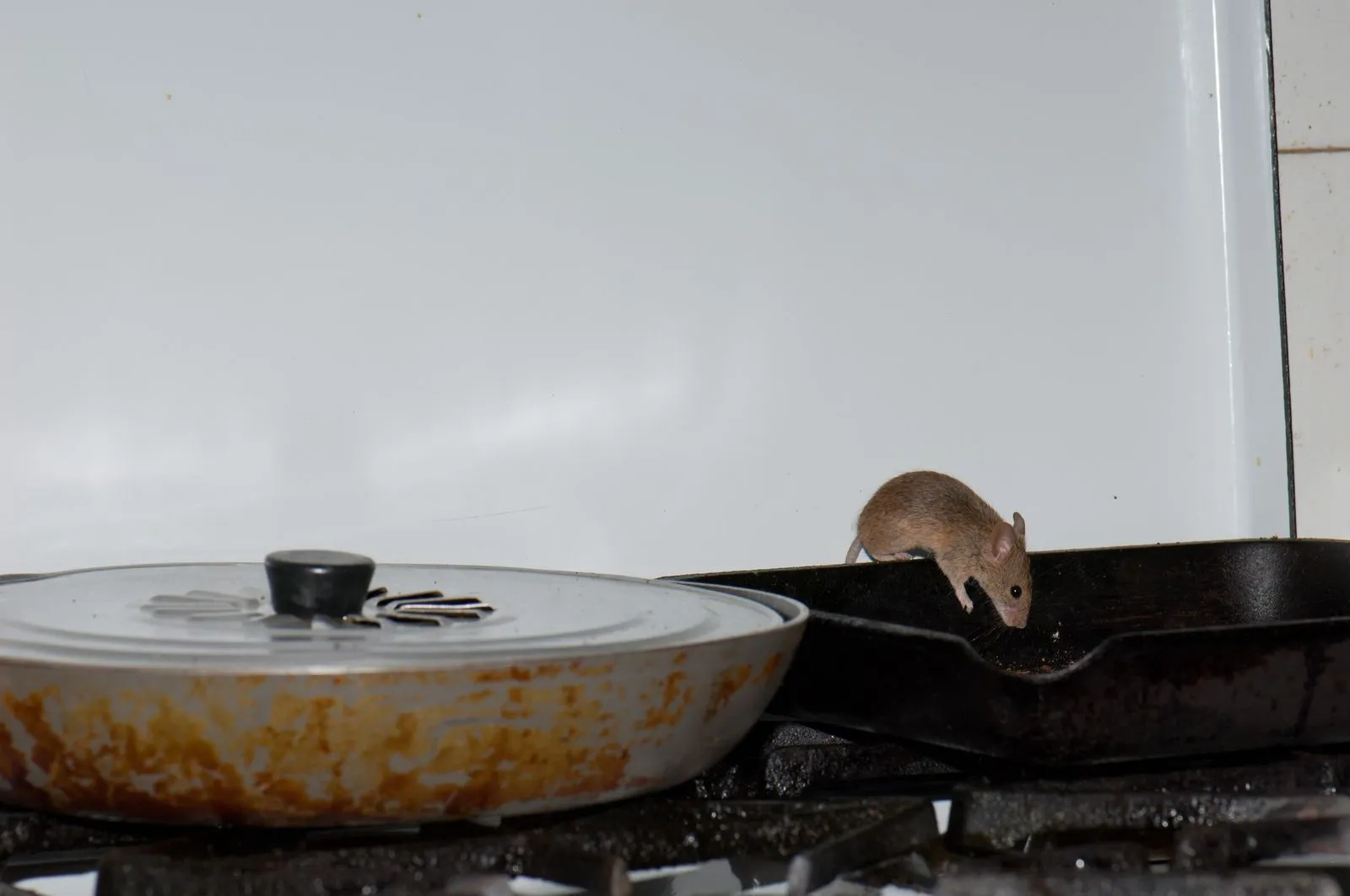 Selection of pests commonly found in UK restaurant kitchens including rats, cockroaches, and flies
