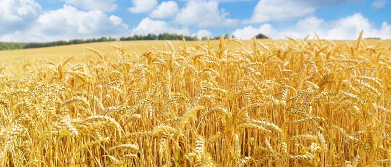 A lush wheat field in Yorkshire before harvest, representing the importance of effective pest control measures provided by Bawcro Pest Control.