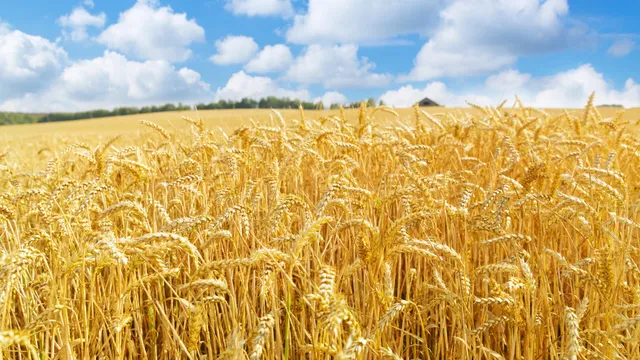 A lush wheat field in Yorkshire before harvest, representing the importance of effective pest control measures provided by Bawcro Pest Control.