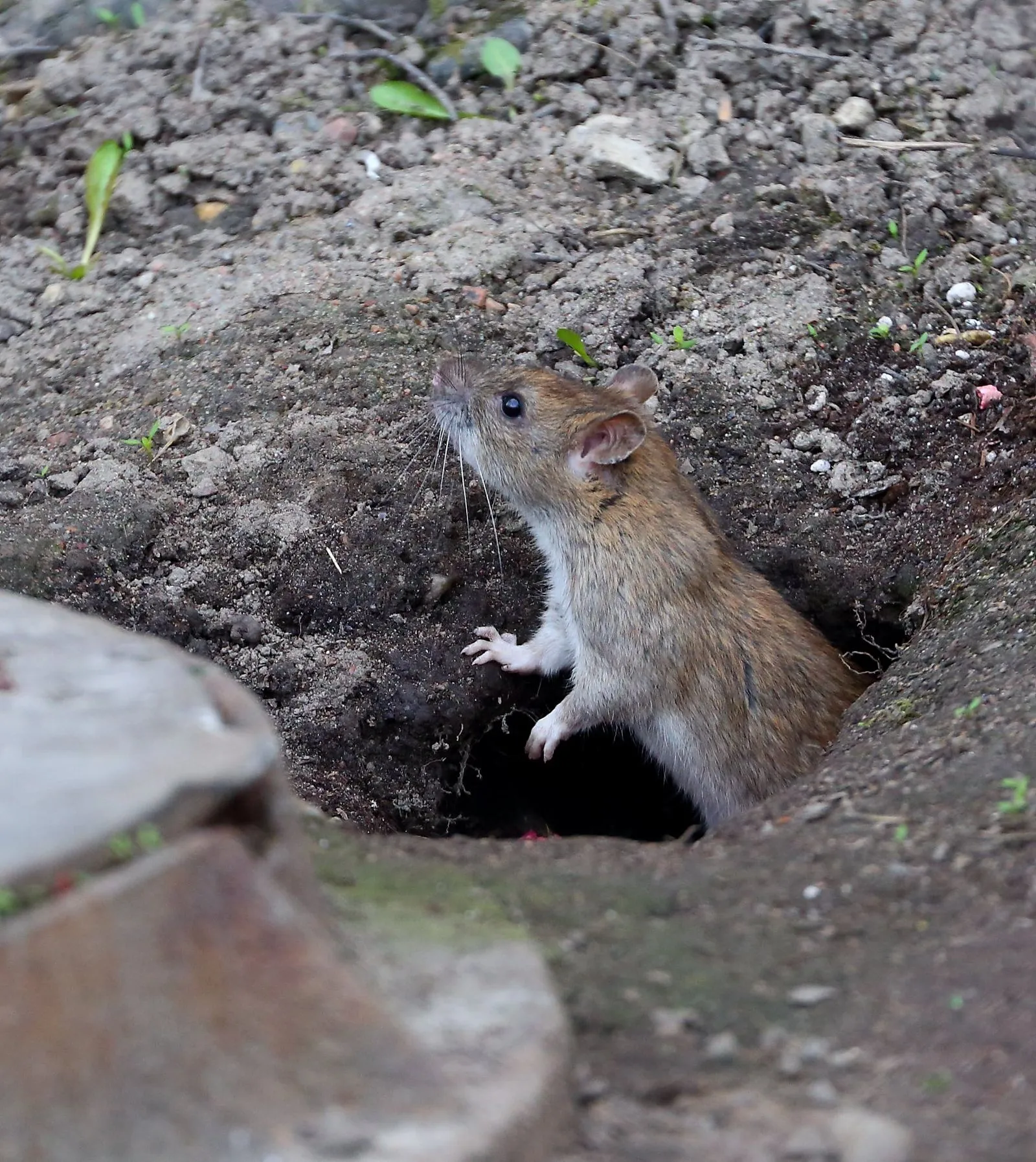 Rat burrow entrance identified during pest inspection in Yorkshire