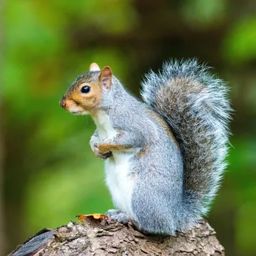 Professional grey squirrel control services provided by Bawcro Pest Control, protecting properties across the UK.