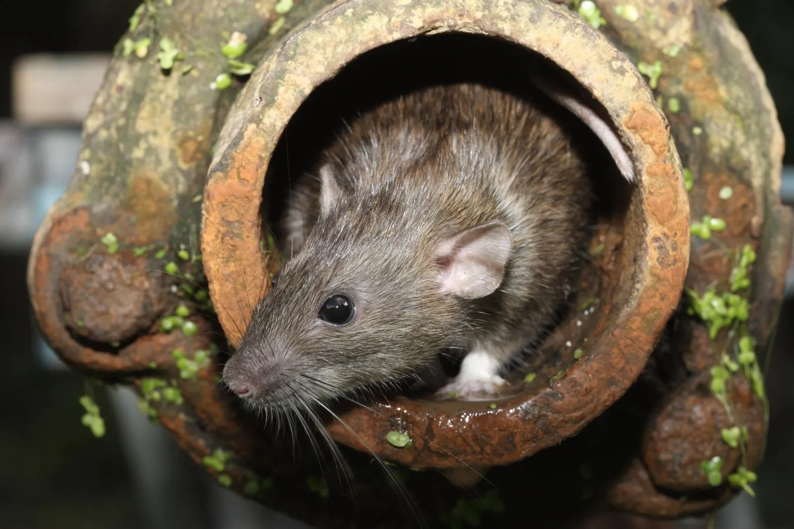Yorkshire pest control in winter